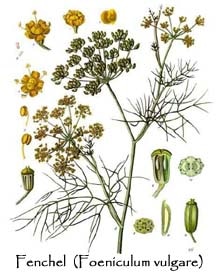 Kräuter und Gewürze Fenchel